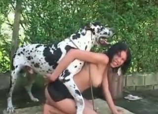 Dalmatian is fucking a zoophile