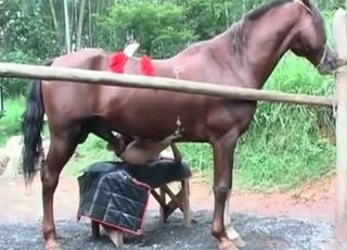 Horse pounding cunt