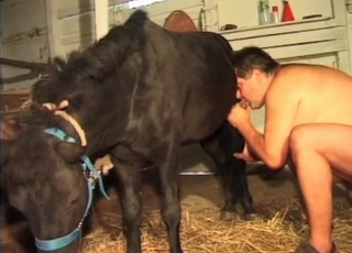 Fat zoophile plays with a horse