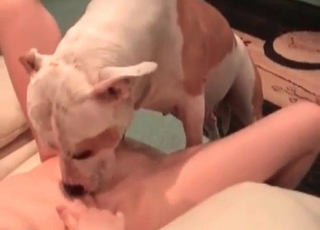 White dog licks a hot woman