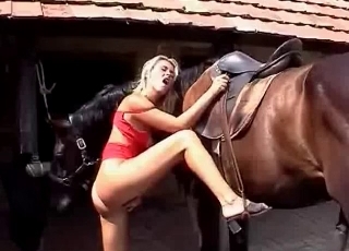 Horse and a blonde girl