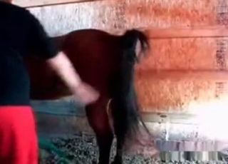 Bestiality porn with a horse
