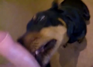 Wide-eyed dog sucking an uncut boner
