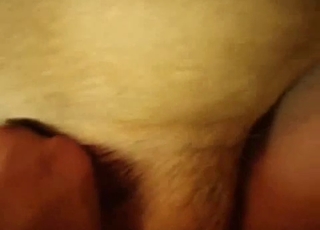 Fingering a dog's tight asshole on cam