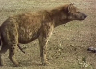 Horny hyenas fucking in the wilderness