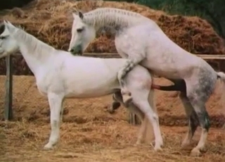 Two horses trying to fuck each other