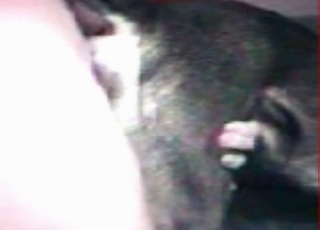 Big dick fucks a sexy animal