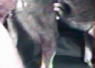 Big dick fucks a sexy animal