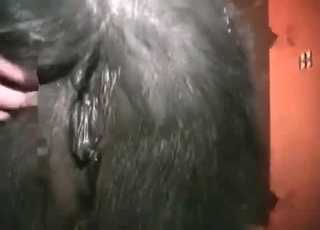 Man bangs a spicy black stallion