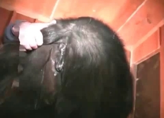 Man bangs a spicy black stallion