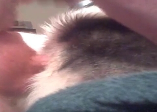 Pooch fucked in the ass
