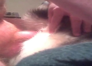 Pooch fucked in the ass