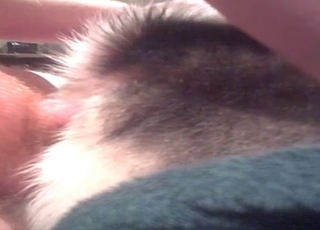 Pooch fucked in the ass