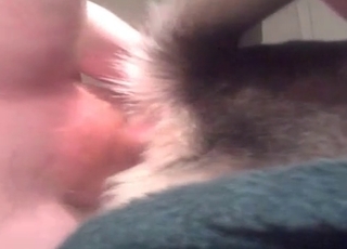 Pooch fucked in the ass