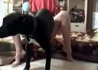 Animal sex of owner and dog