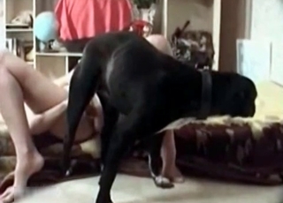 Animal sex of owner and dog