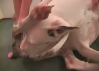 Small dog fucked by a zoophile
