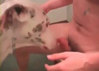 Small dog fucked by a zoophile