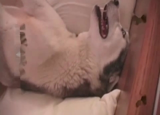 Husky does a good anal sex