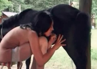 Black pony receives a blowjob