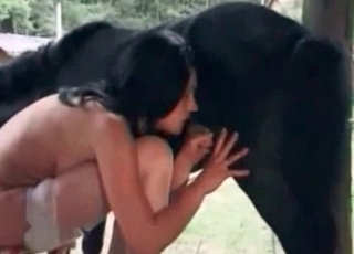 Black pony receives a blowjob