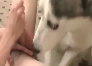 Husky licking hard dagger