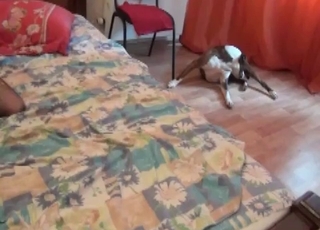 Ass to ass zoophilic action