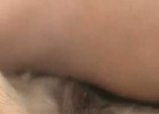 Hungry trained dog in zoo sex