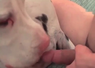 Big dog is being anally fucked