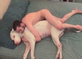 Big dog is being anally fucked