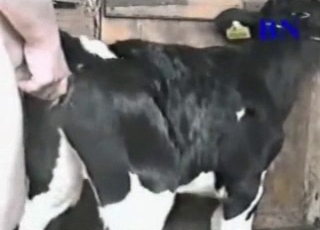 Dirtiest farm bestiality action