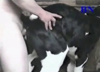 Dirtiest farm bestiality action