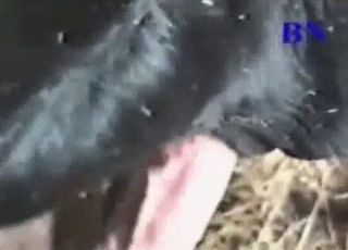 Dirtiest farm bestiality action