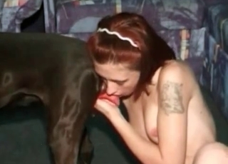Cute blowjob for a small dog dick