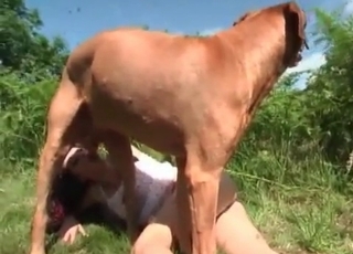 Pooch fucked nicely outdoor