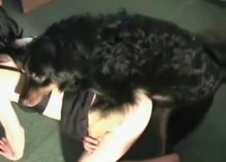 Black cur pounding a dog