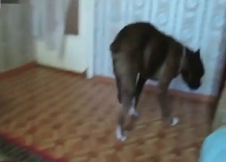 Fast sex in the zoo porn vid