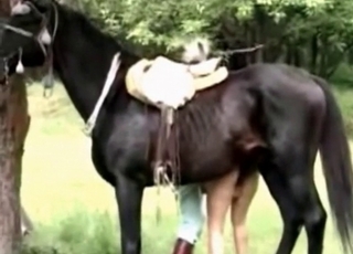 Zoo sex with a stallion