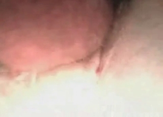 Horses ass hole in close up