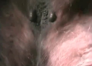 Bestiality porn with a guy