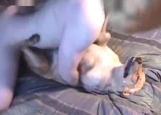 Mutt fucked in close up