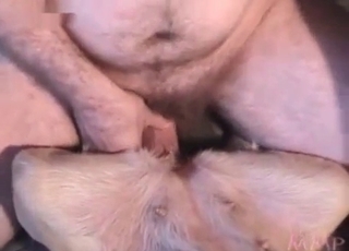 Mutt fucked in close up