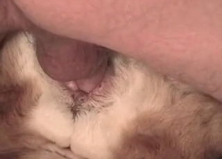 Astounding dog nailed