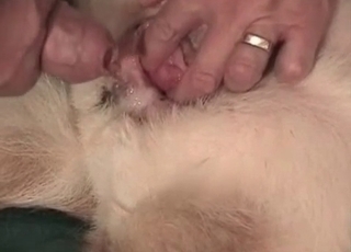 Astounding dog nailed