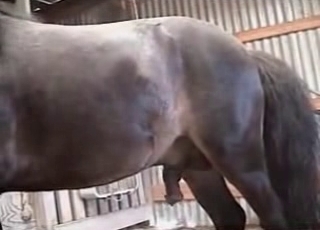 Animal porn sex scene