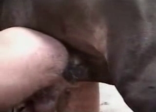 Animal porn sex scene
