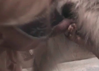 Huge cock of a sexy doggy