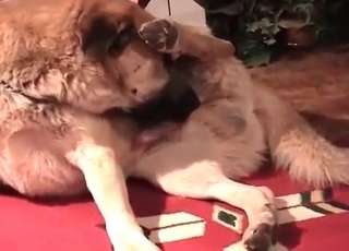 Nice dagger of a sexy puppy