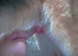 Nice blowjob action in zoo porn