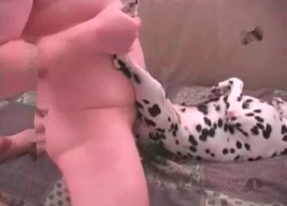 Small Dalmatian fucked in the ass